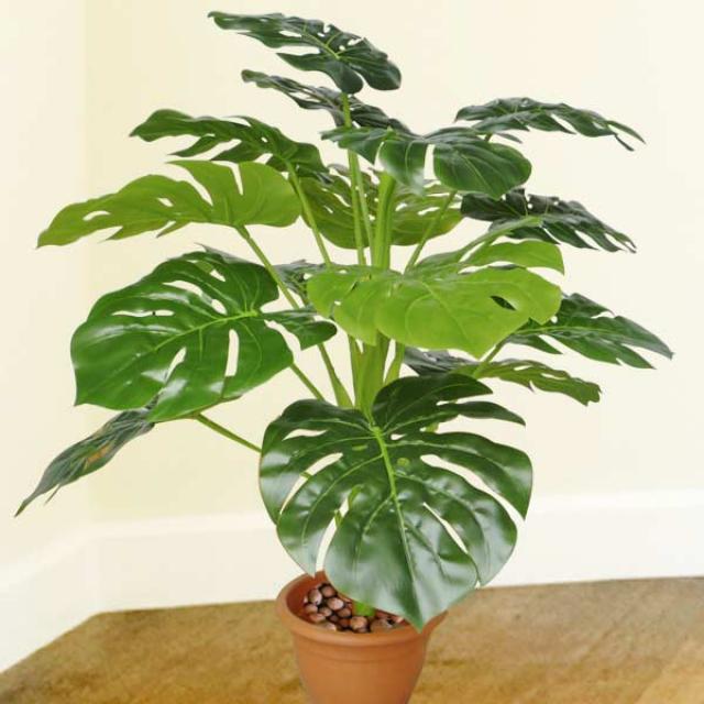 perforated philodendron Split-leaf Philodendron – Langdon's Inc