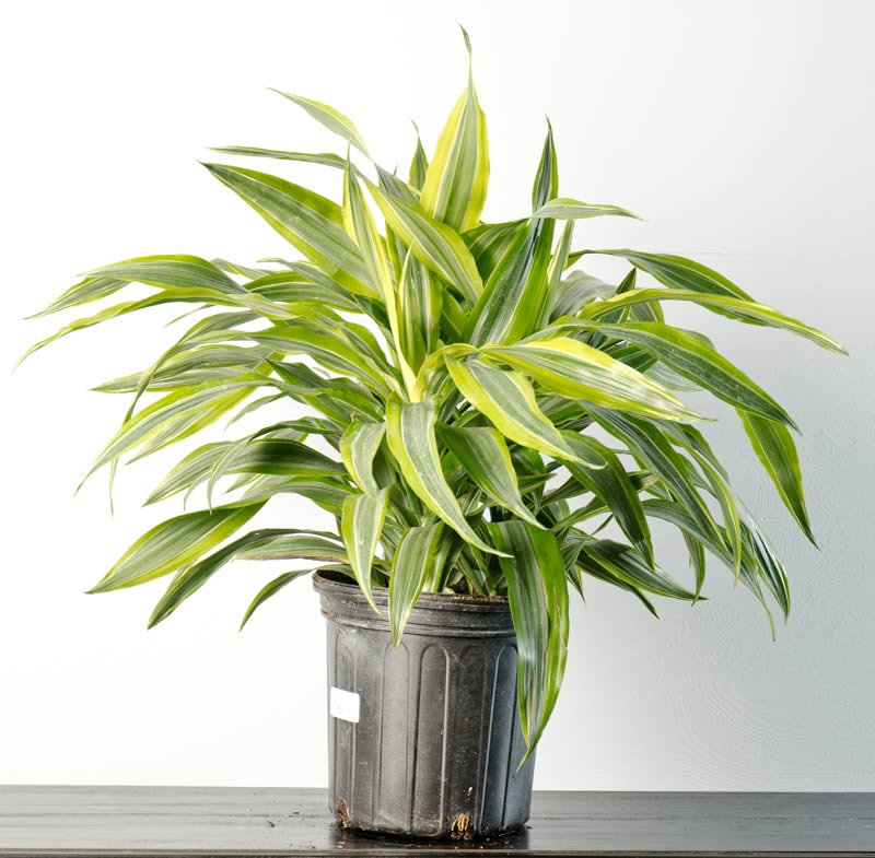 dracaena striped Striped Dracaena – Langdon's Inc