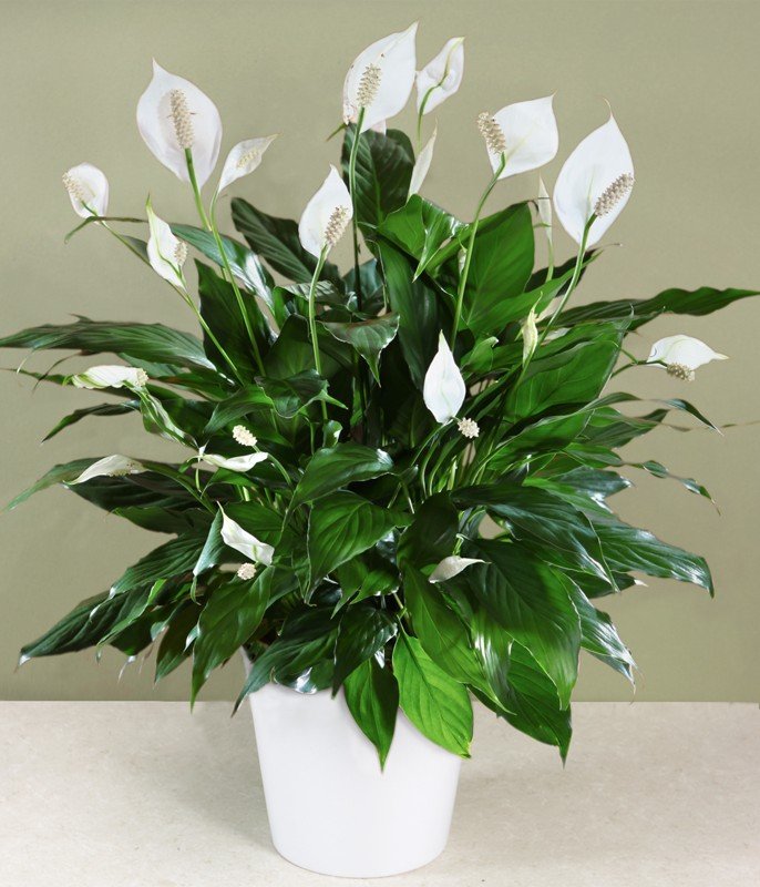 peace lily latin Peace Lily Plant – Langdon's Inc