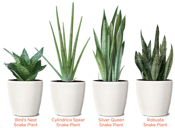 order snake plants online Snake Plant – Langdon's Inc