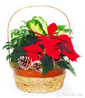 December Garden