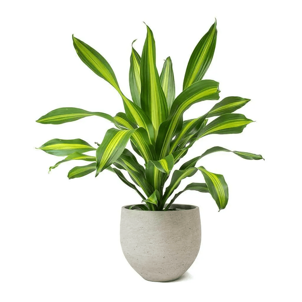 mini dracaena plant Dracaena Fragrans Corn Plant 10 Inch – Langdon's Inc