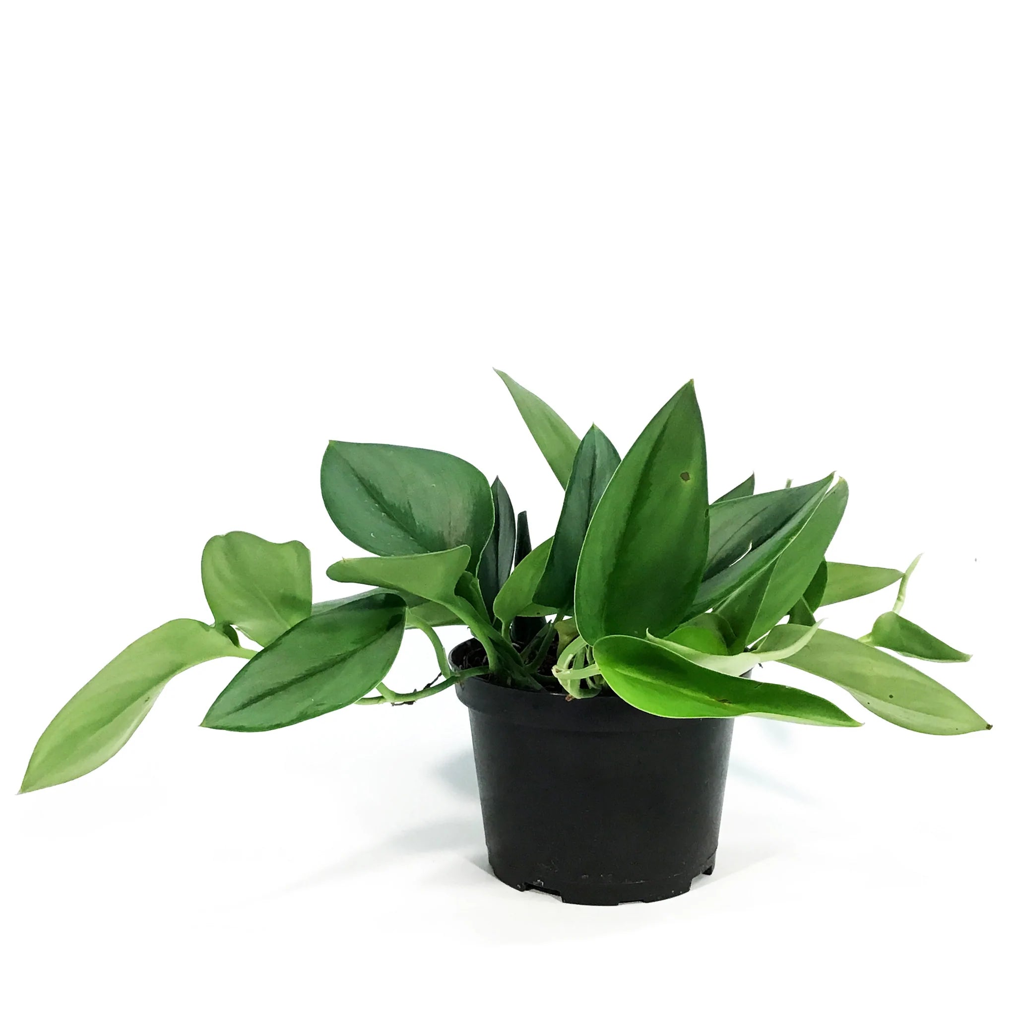 philodendron treubii moonlight Scindapsus Treubii Moonlight 6 Inch – Langdon's Inc