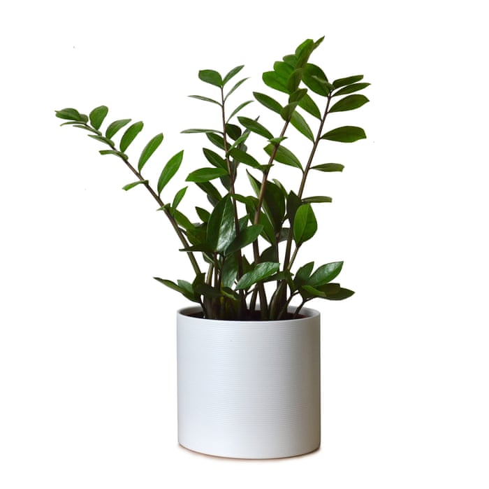 8 inch zz plant Zamiouculcas Zamiifolia ZZ Plant 8 Inch – Langdon's Inc