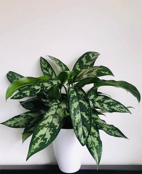 aglaonema emerald beauty maria Aglaonema Maria Emerald Beauty 6 Inch – Langdon's Inc