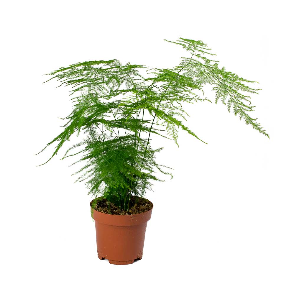 asparagus house plant Asparagus Setaceus Asparagus Fern 6 Inch – Langdon's Inc