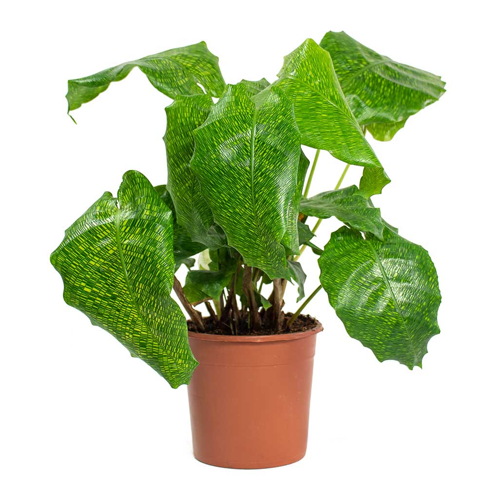 das efeu oder der efeu Gewöhnlicher Efeu | Hedera helix main image 0