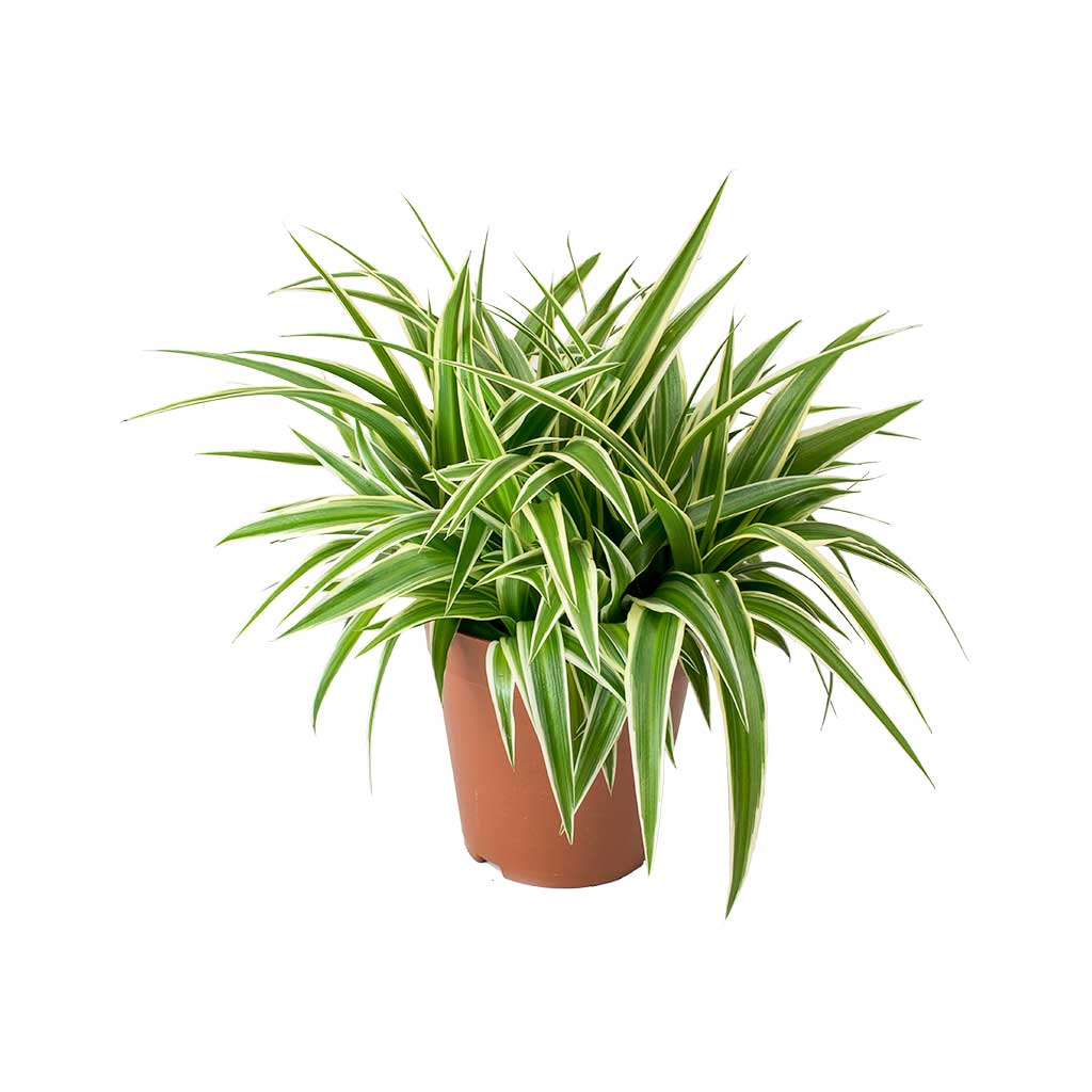 4 inch spider plant Chlorophytum Comosum Spider Plant 4 Inch – Langdon's Inc