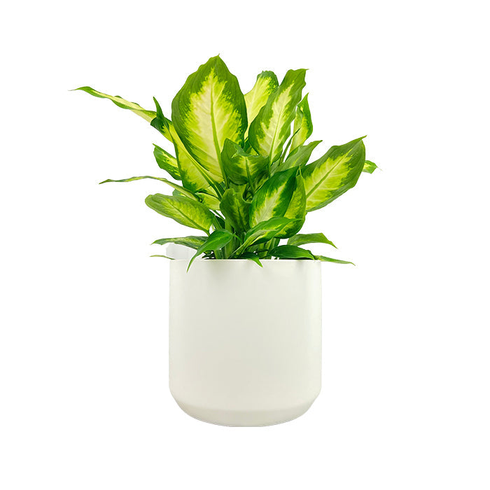dieffenbachia maculata 'camille' Diffenbachia Maculata Camille Dumb Cane 8 Inch – Langdon's Inc