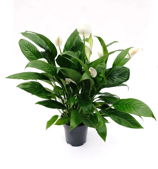 Spathiphyllum Peace Lily 4 Inch