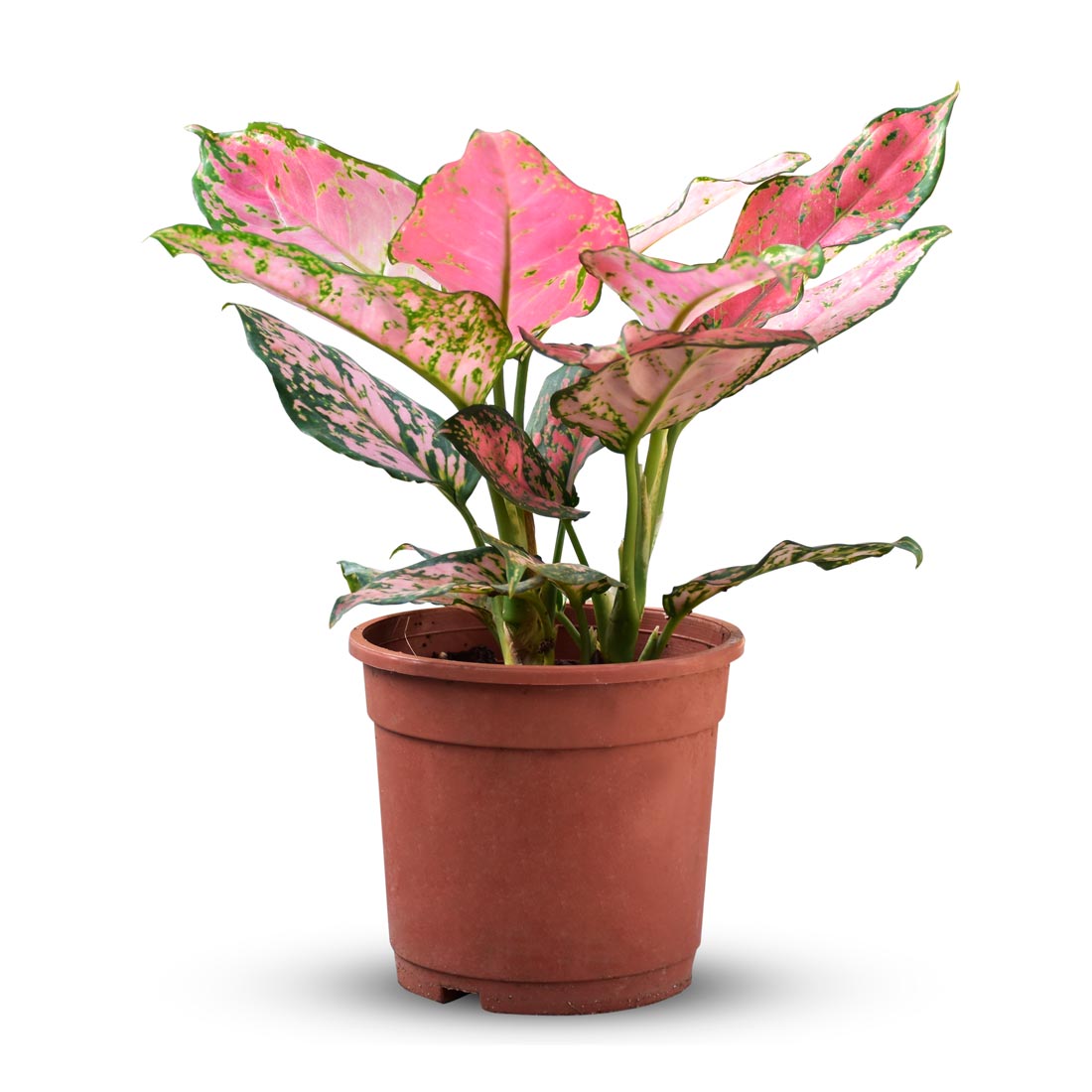 aglaonema pink chinese evergreen Agleonemia Pink Pearl Chinese Evergreen 4 Inch – Langdon's Inc