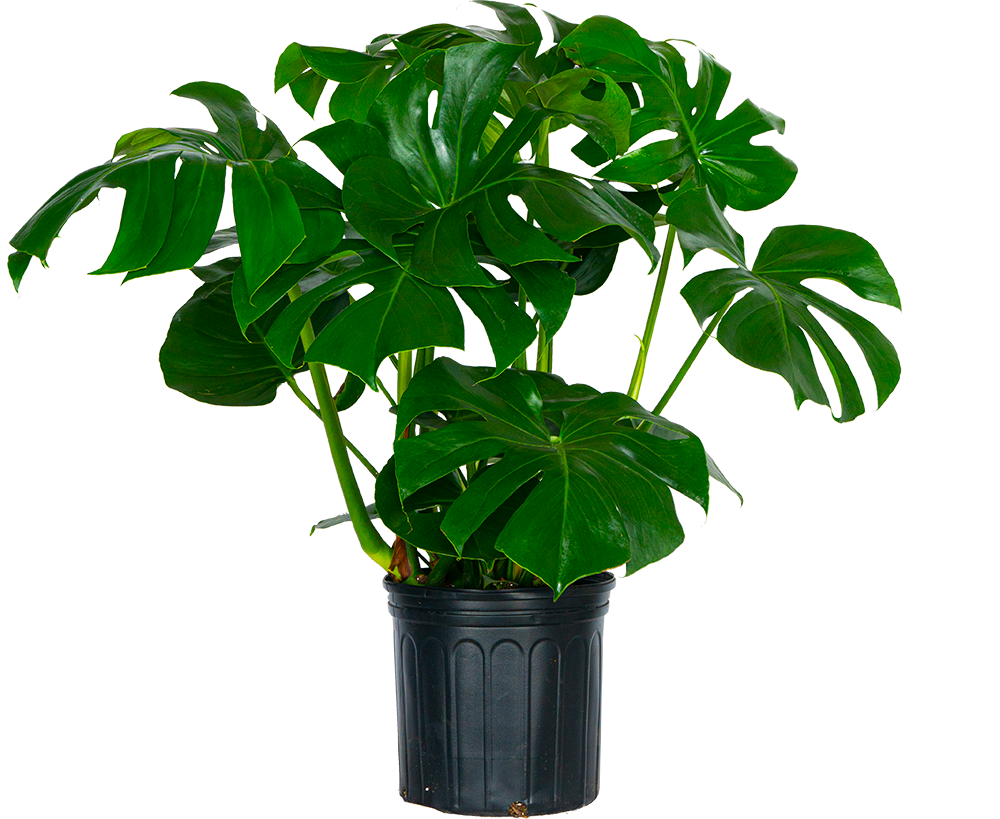 10 monstera Monstera Deliciosa 10 Inch – Langdon's Inc