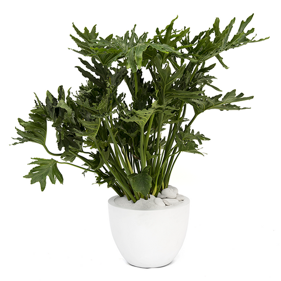 Philodendron Solloum Hope 10 Inch