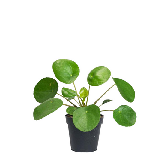 Pilea Peperomioides Chinese Money Plant 6 Inch