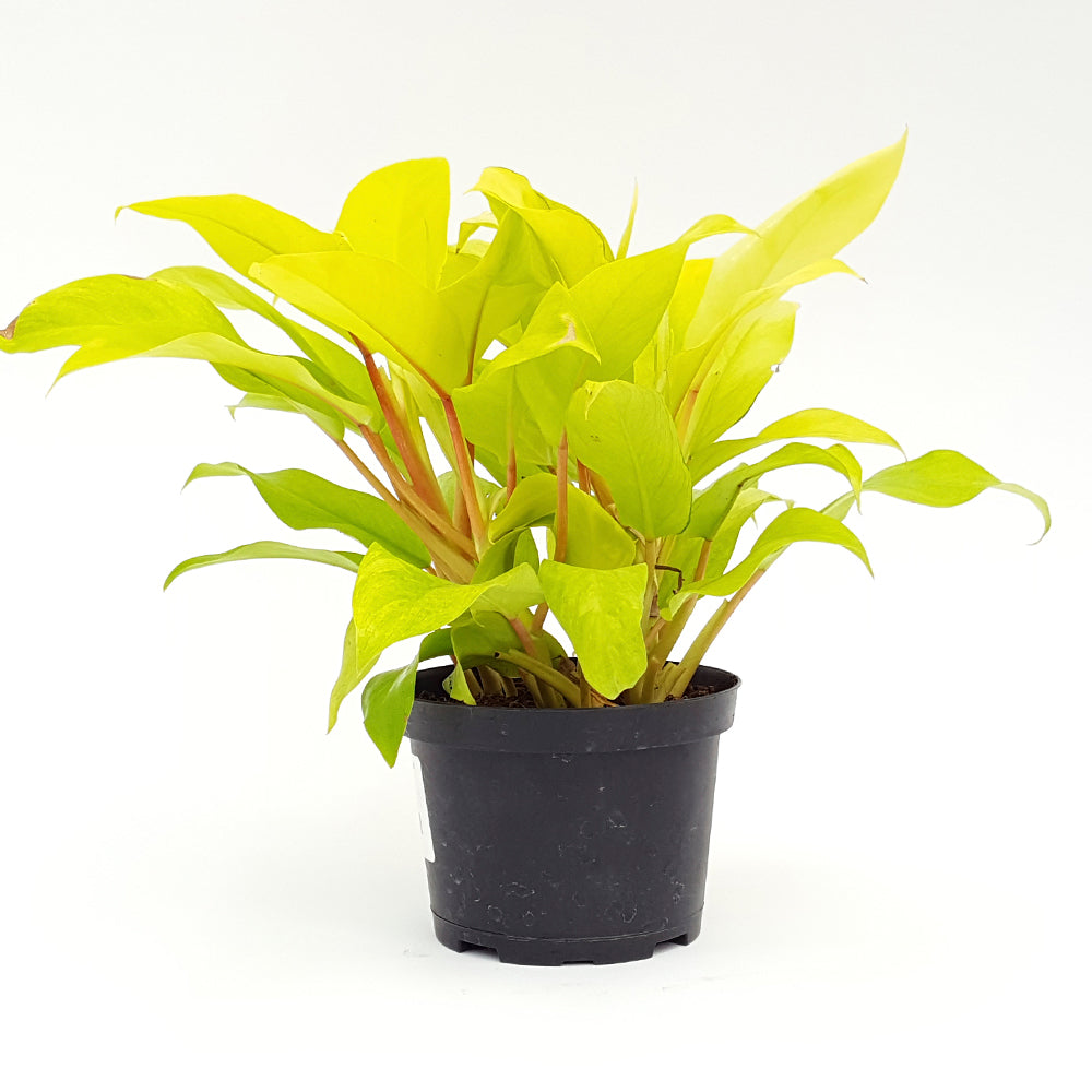 philodendron goddess Philodendron Golden Goddess – Langdon's Inc