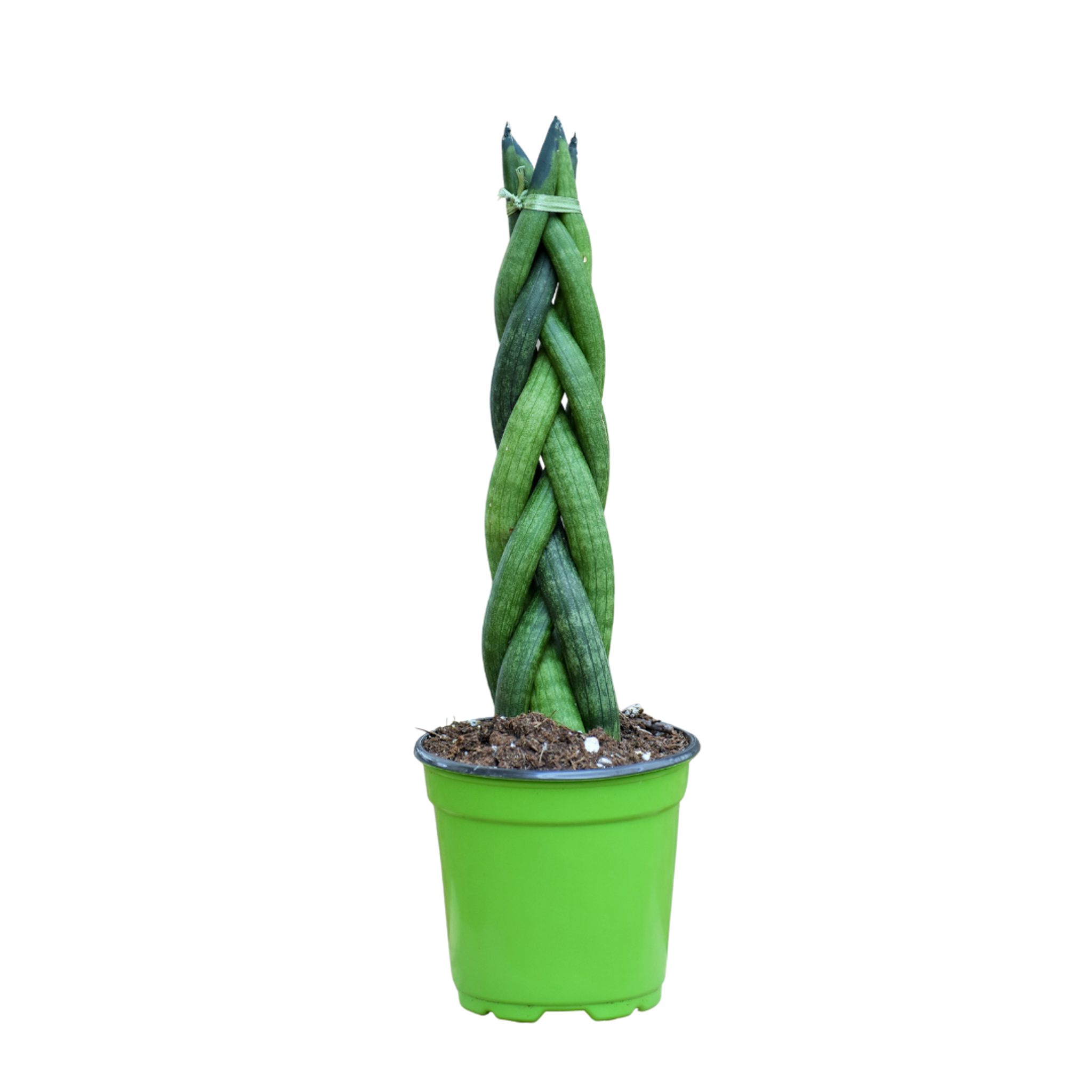 braided sansevieria Sansevieria Cylindrica Braid 4 Inch – Langdon's Inc
