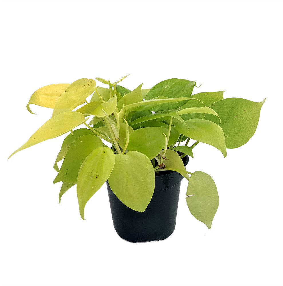 lemon pothos Philodrendron Cordatum Lemon Neon Pothos 4 Inch – Langdon's Inc
