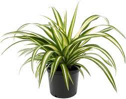 chlorophytum reverse Chlorophytum Reverse Spider Plant 4 Inch – Langdon's Inc
