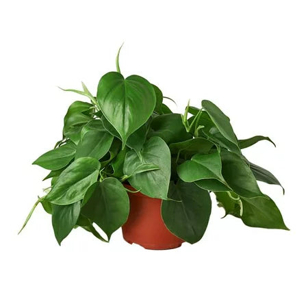 Philodendron Cordatum Heart Leaf Philodendron 4 Inch