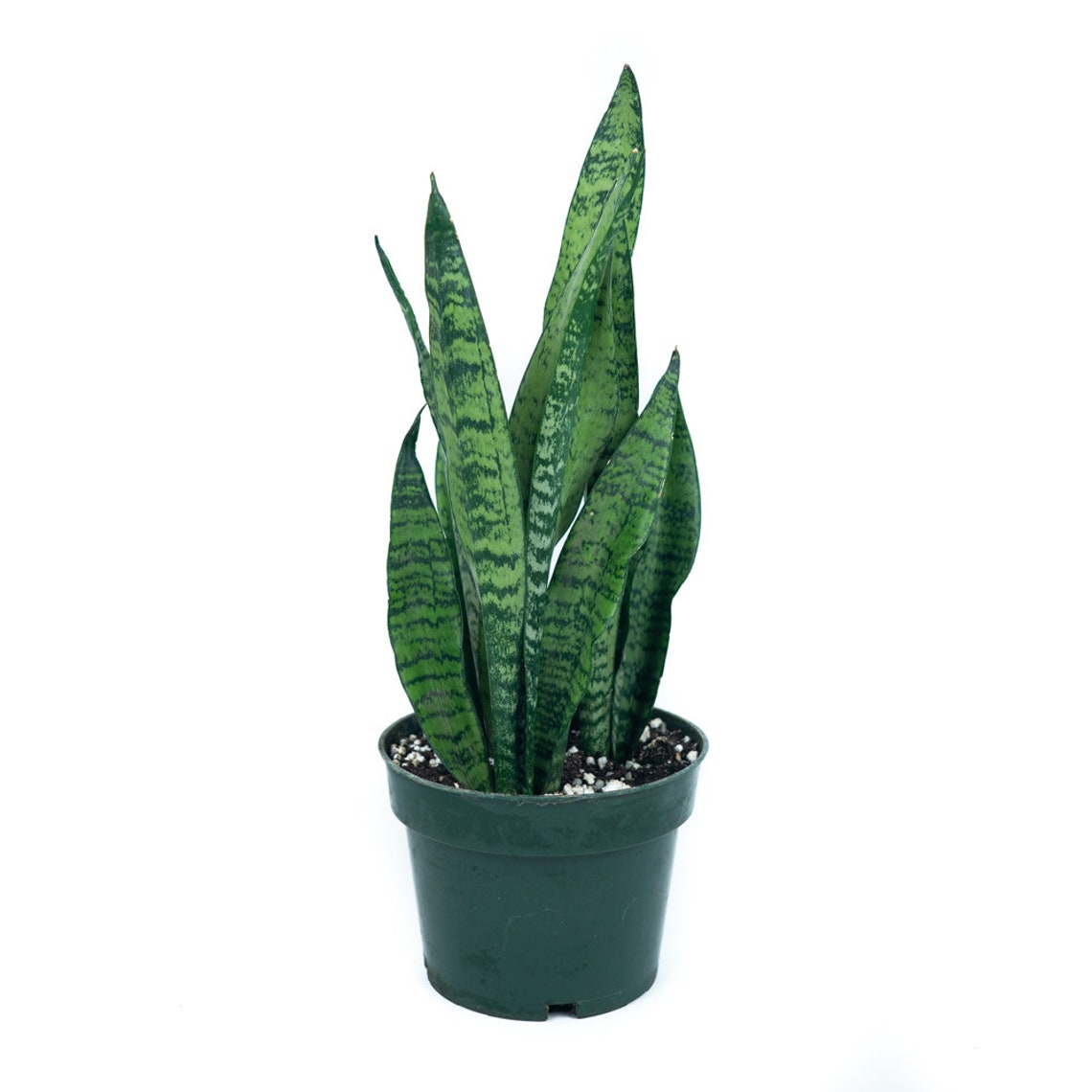 snake plant 10 inch pot Sansevieria Zeylanica Snake Plant 10 Inch – Langdon's Inc