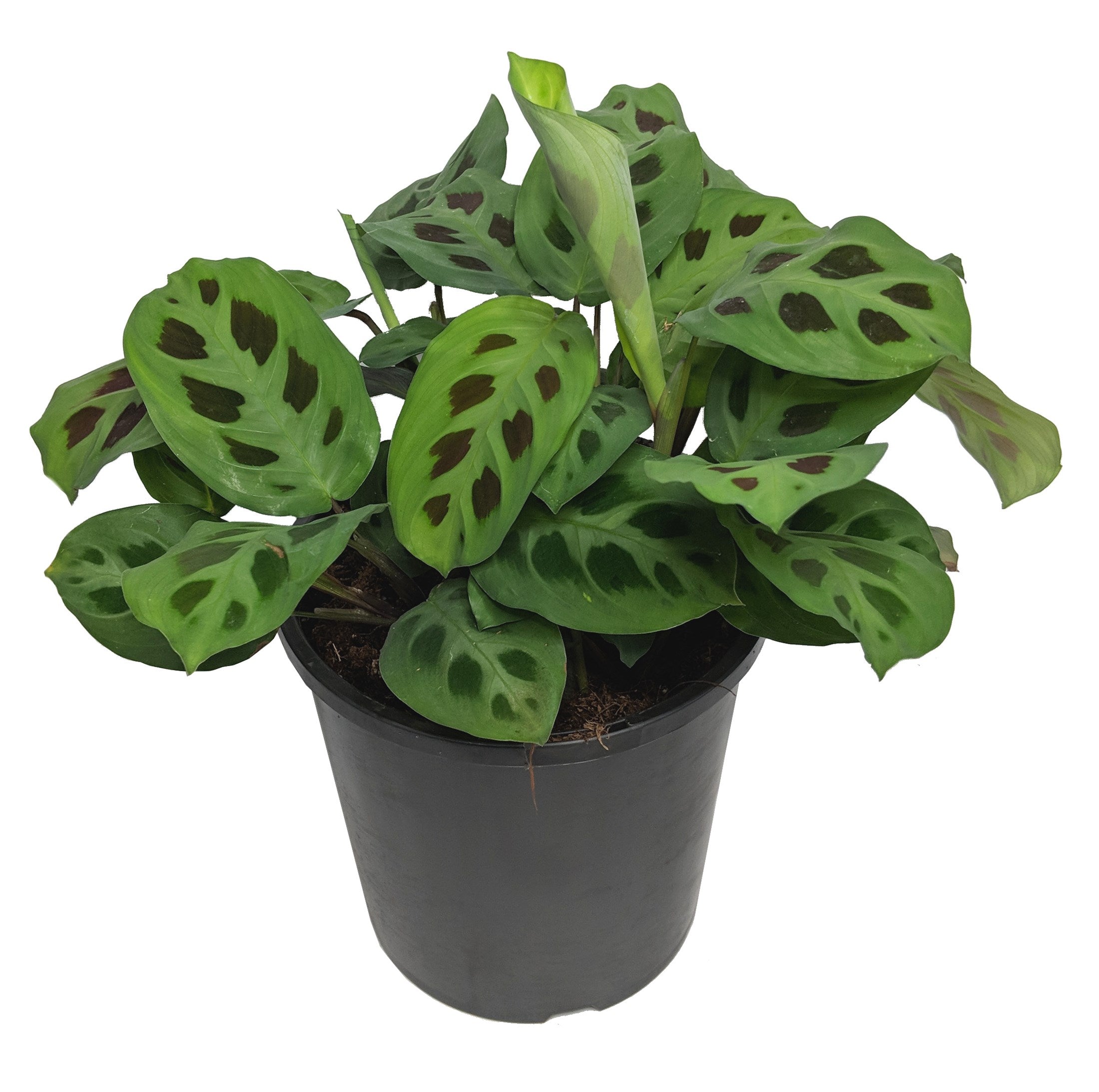 green prayer plant maranta Maranta Green Prayer Plant 4 Inch – Langdon's Inc
