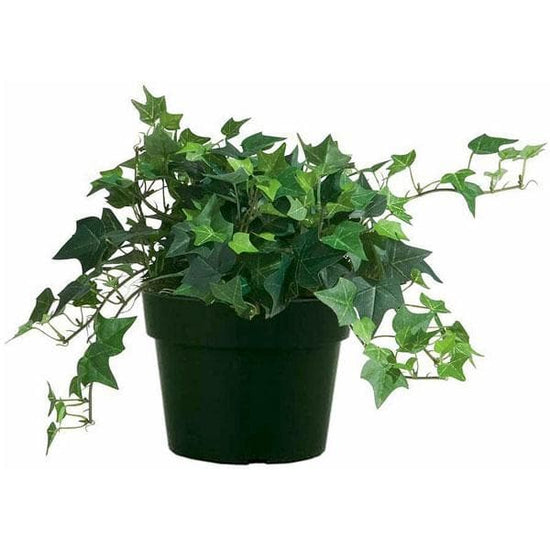 Hedera Helix English Ivy 6 Inch