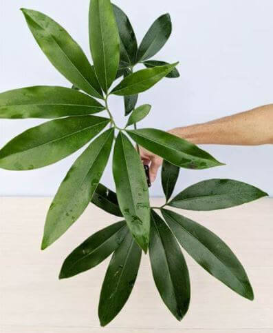 Philodendron Goeldii 6 Inch