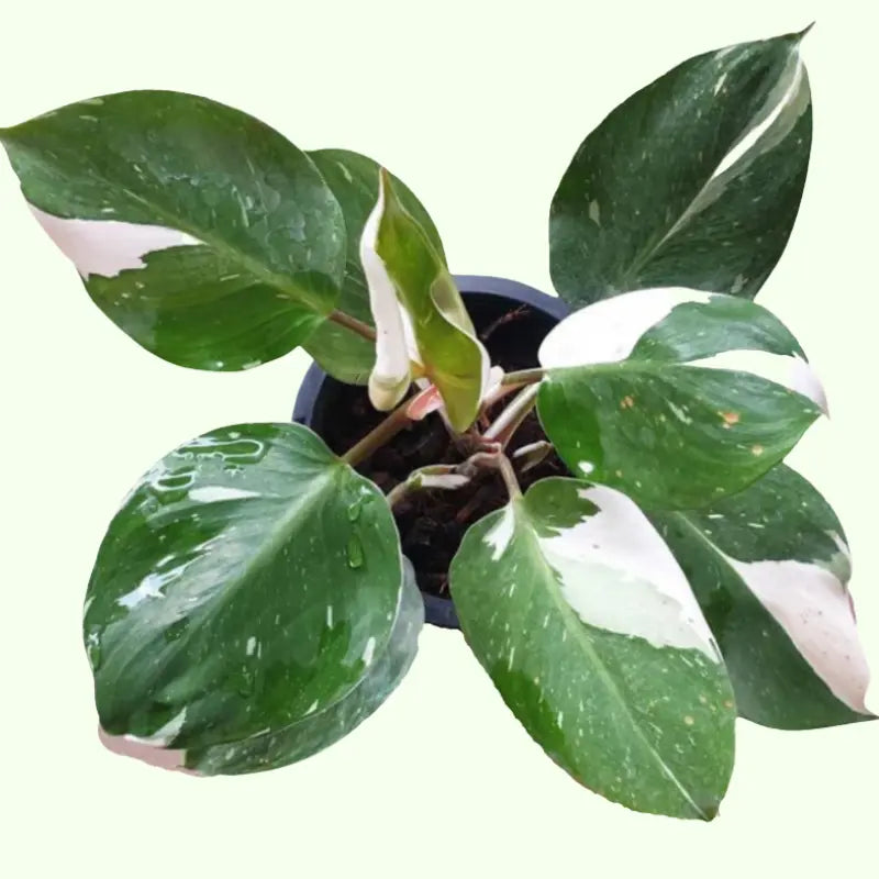 philodendron white night Philodendron White Knight 3.5 Inch – Langdon's Inc