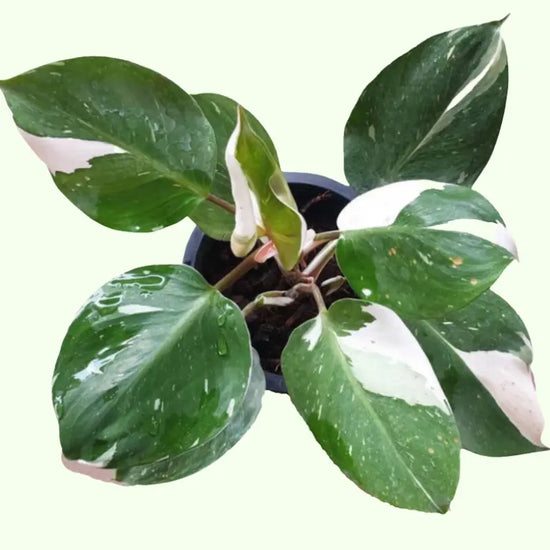 Philodendron White Knight 3.5 Inch