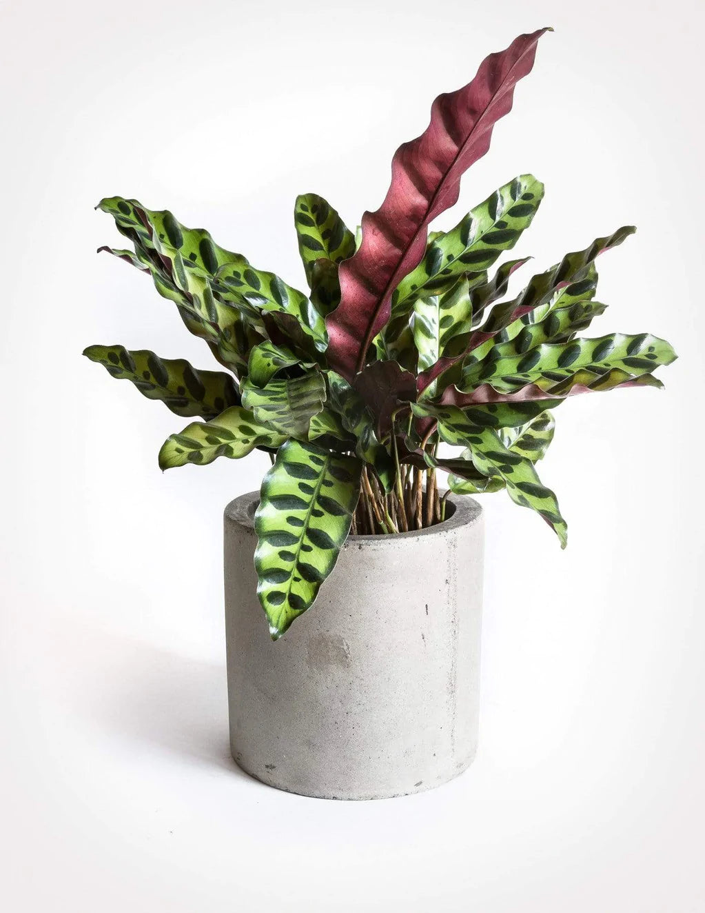 rattle snake plants Calathea Lancifolia Rattlesnake Plant 6 Inch – Langdon's Inc