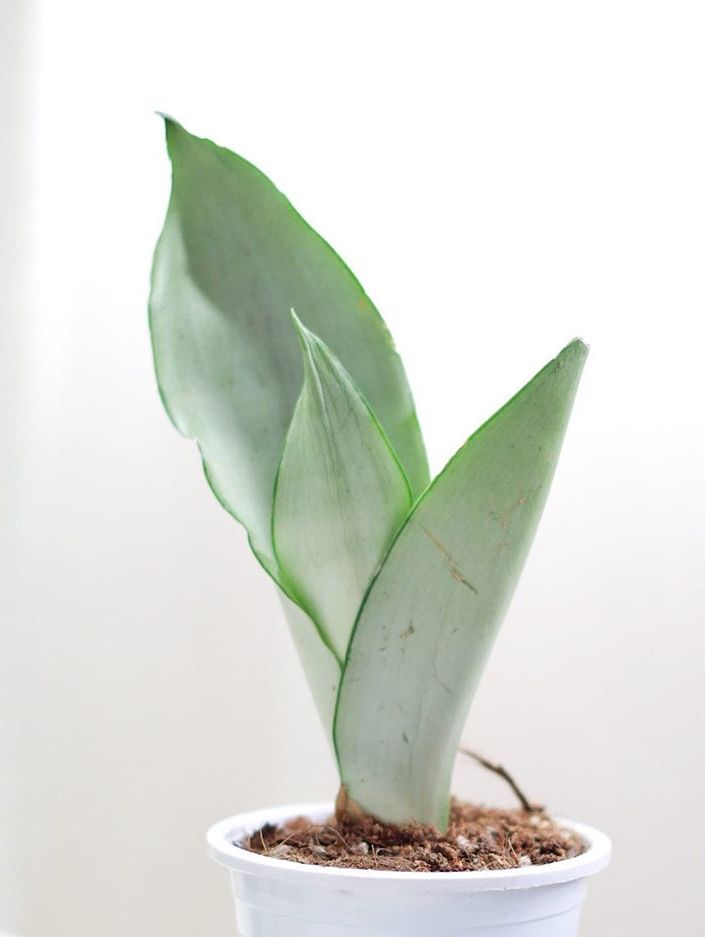 sansevieria moonshine buy Sansevieria Moonshine 4 Inch – Langdon's Inc