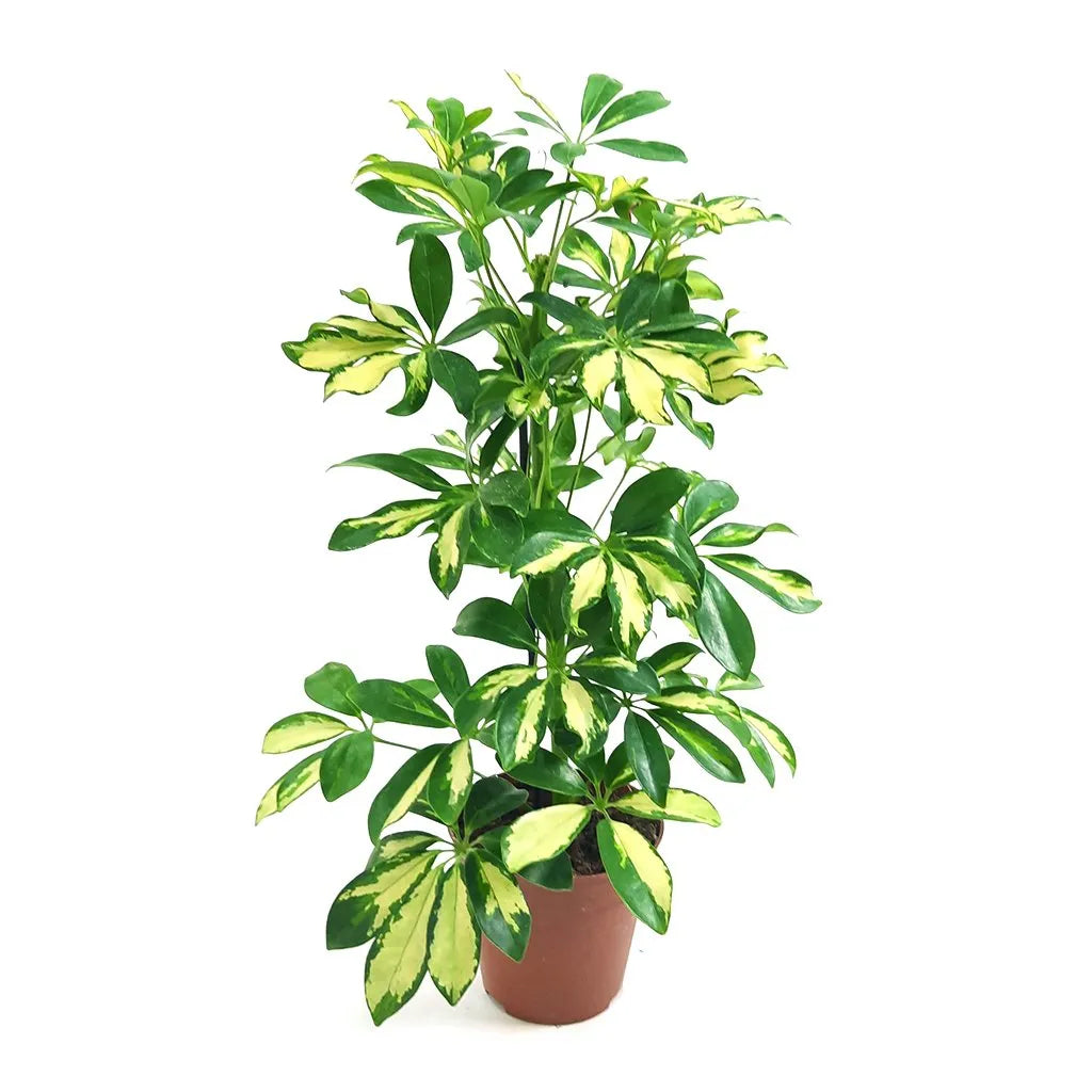 schefflera arboricola gold capella Schefflera Gold Capella Golden Umbrella Plant 4 Inch – Langdon's Inc