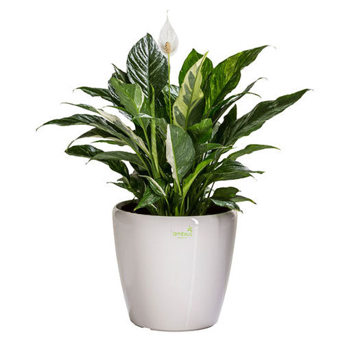 Spathiphyllum Domino Variegated Peace Lily 4 Inch