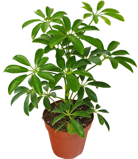 Schefflera Amate Umbrella Plant 10 Inch