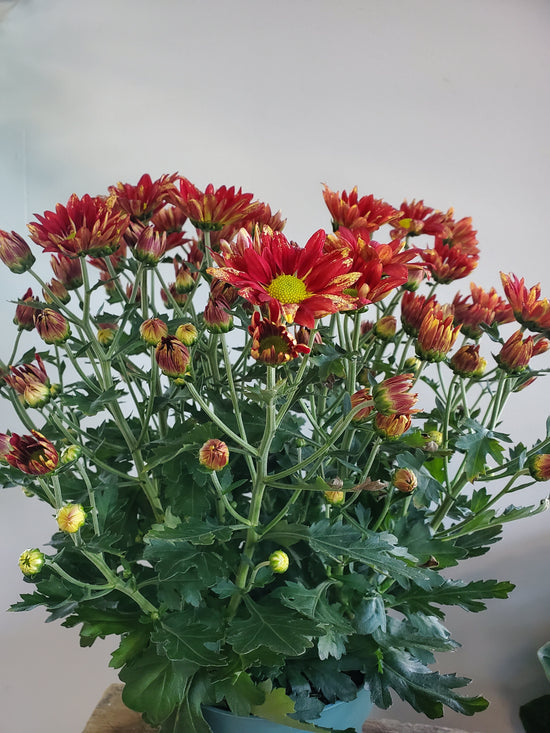 Chrysanthemum Plant
