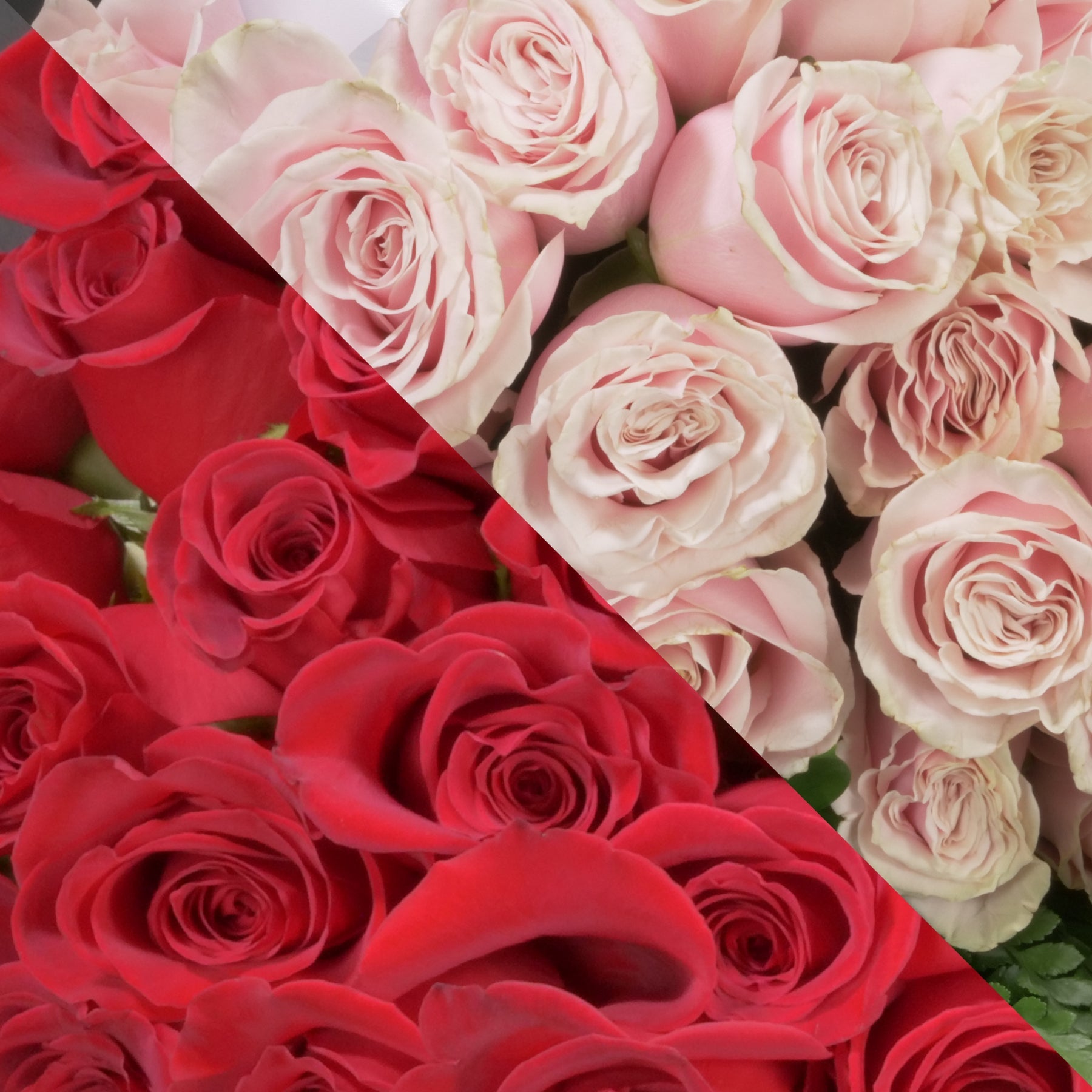 Pinkish Red Roses Red & Blush Pink Roses – Langdon's Inc.