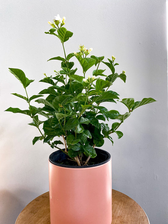 Jasmine Plant