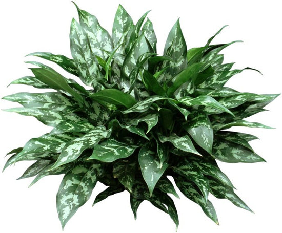 Hawaiian Ti Plant