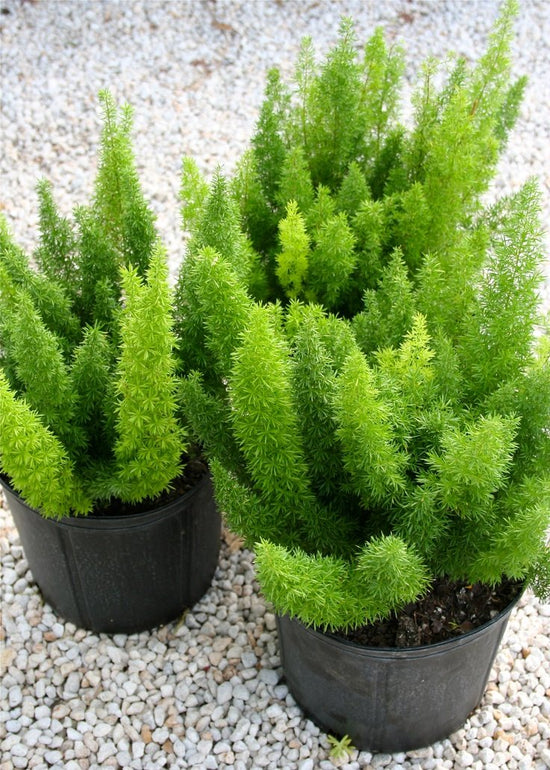 Foxtail Fern