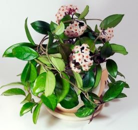 Wax Plant