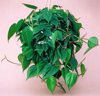 Heart-leaf Philodendron