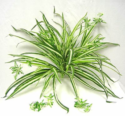Spider Plant