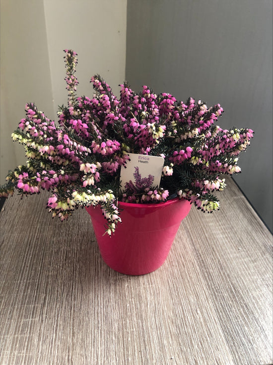 Heather Plant