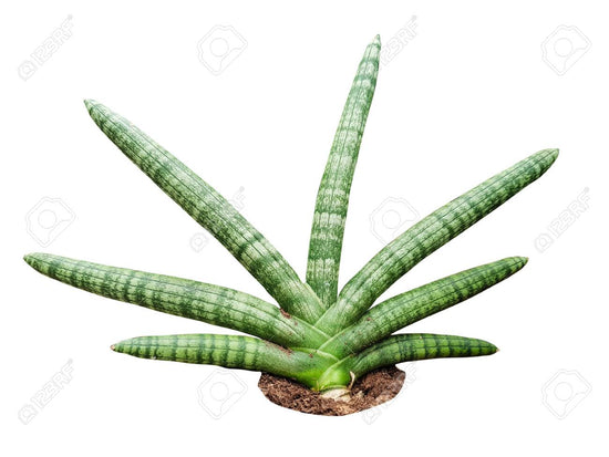 Cylindrica Spear Snake Plant 8 Inch