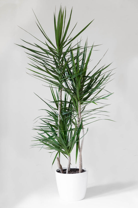 Dracaena Marginata Staggers 10 Inch