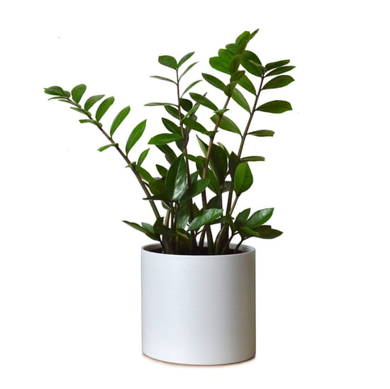 Zamiouculcas Zamiifolia ZZ Plant 8 Inch