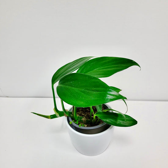 Rhaphidorphora Decursiva Dragon Tail 4 Inch