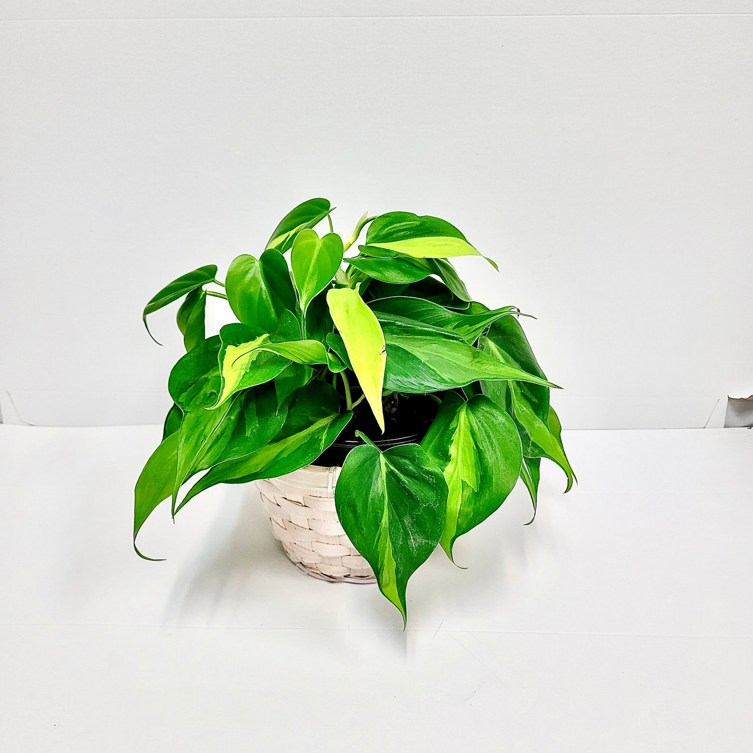 philodendron brasil 6 inch Philodendron Brazil 6 Inch – Langdon's Inc