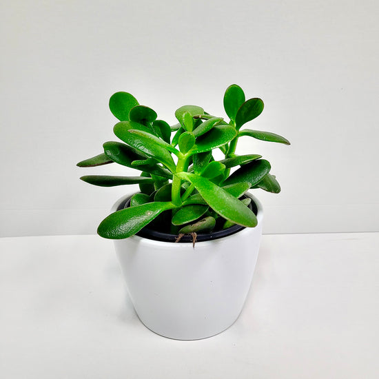 Crassula Jade Plant 6 Inch