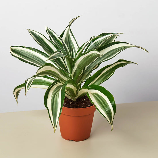 Dracaena Warneckii 8 Inch